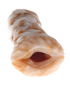 Serenity the Snow Gryphon